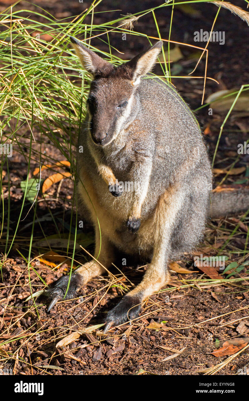 Wallaby tammar, dama wallaby (Macropus eugenii), assis, l'Australie, l'Australie Occidentale Banque D'Images