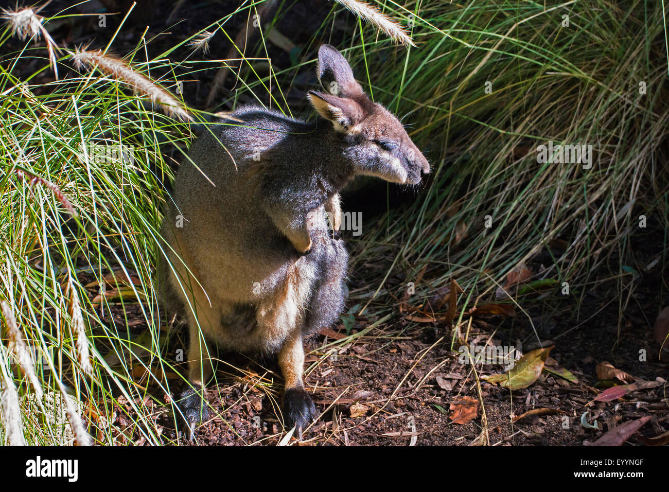 Wallaby tammar, dama wallaby (Macropus eugenii), prend soin de sa fourrure, de l'Australie, l'Australie Occidentale Banque D'Images