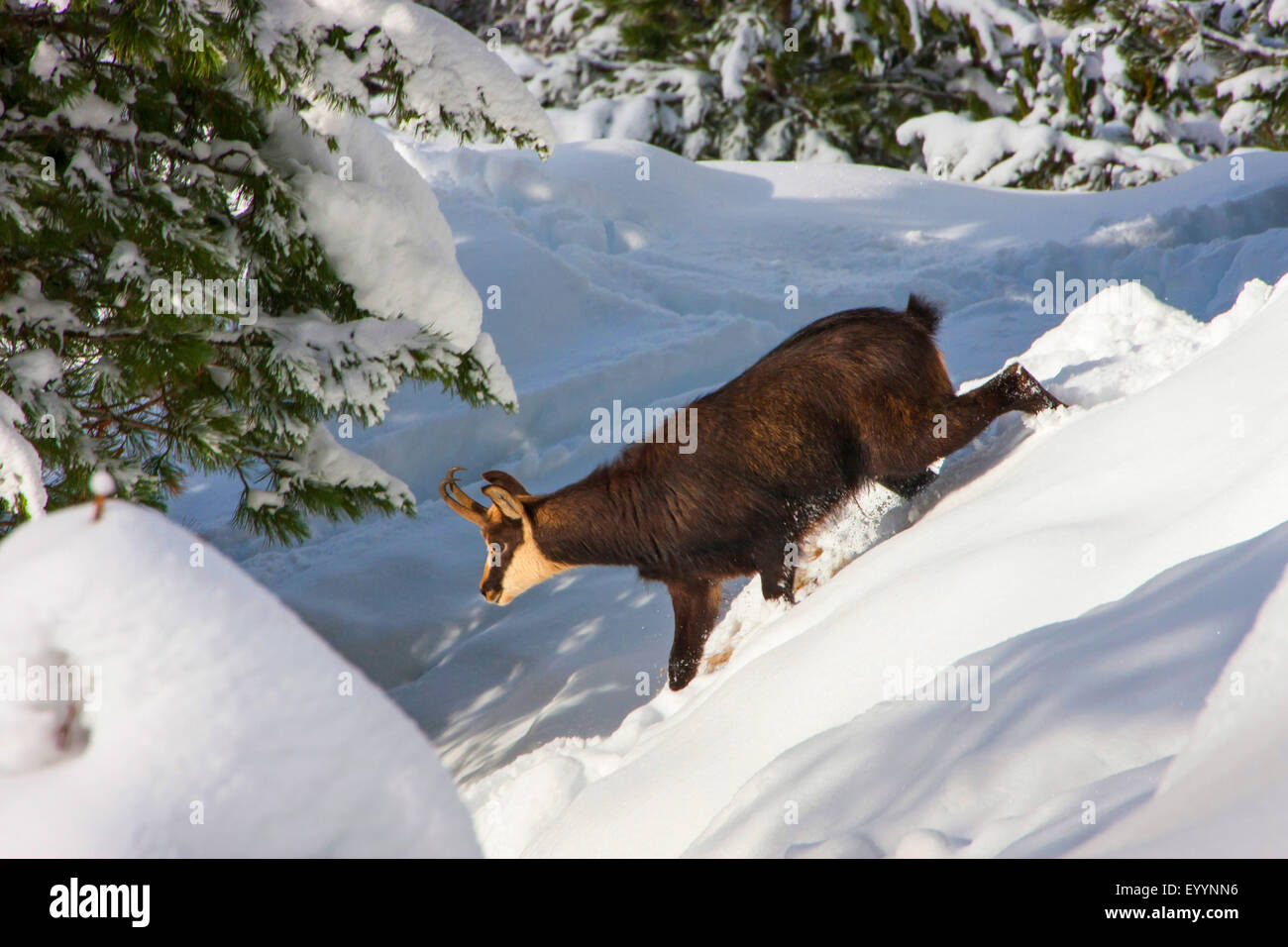 Chamois (Rupicapra rupicapra), amois buck dans une montagne enneigée forêt, Suisse, Valais, Riederalp Banque D'Images