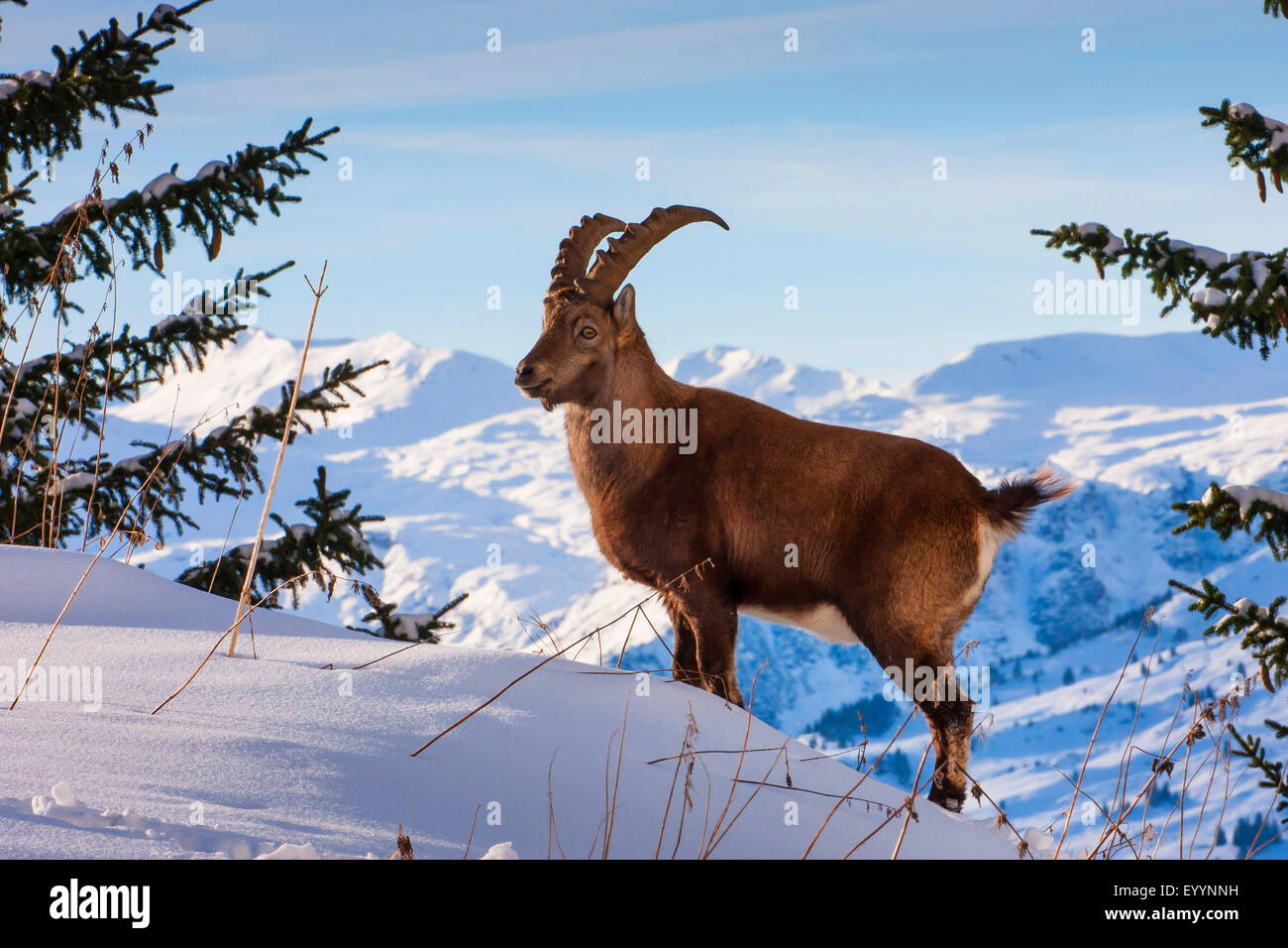 Bouquetin des Alpes (Capra ibex Capra ibex ibex, Bouquetin des Alpes), se trouve dans une montagne enneigée pré, Suisse, Toggenburg, Chaeserrugg Banque D'Images