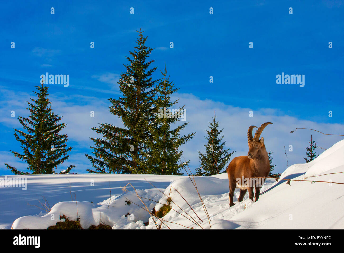 Bouquetin des Alpes (Capra ibex Capra ibex ibex, Bouquetin des Alpes), se trouve dans une montagne enneigée pré, Suisse, Toggenburg, Chaeserrugg Banque D'Images