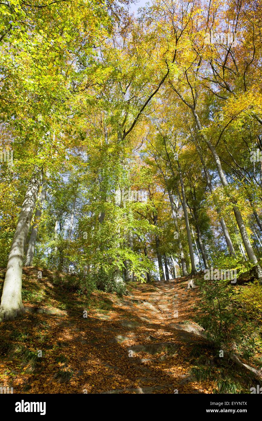 Chemin forestier à la vallée du ruisseau près de Rotthaus, Allemagne, Rhénanie du Nord-Westphalie, Erkrath Banque D'Images
