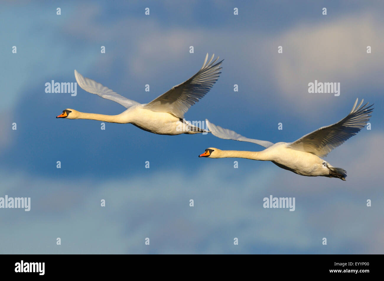 Mute swan (Cygnus olor), paire en vol, la Suède, le lac Hornborga Banque D'Images Mute swan (Cygnus olor), paire en vol, la Suède, le lac Hornborga Banque D'Images