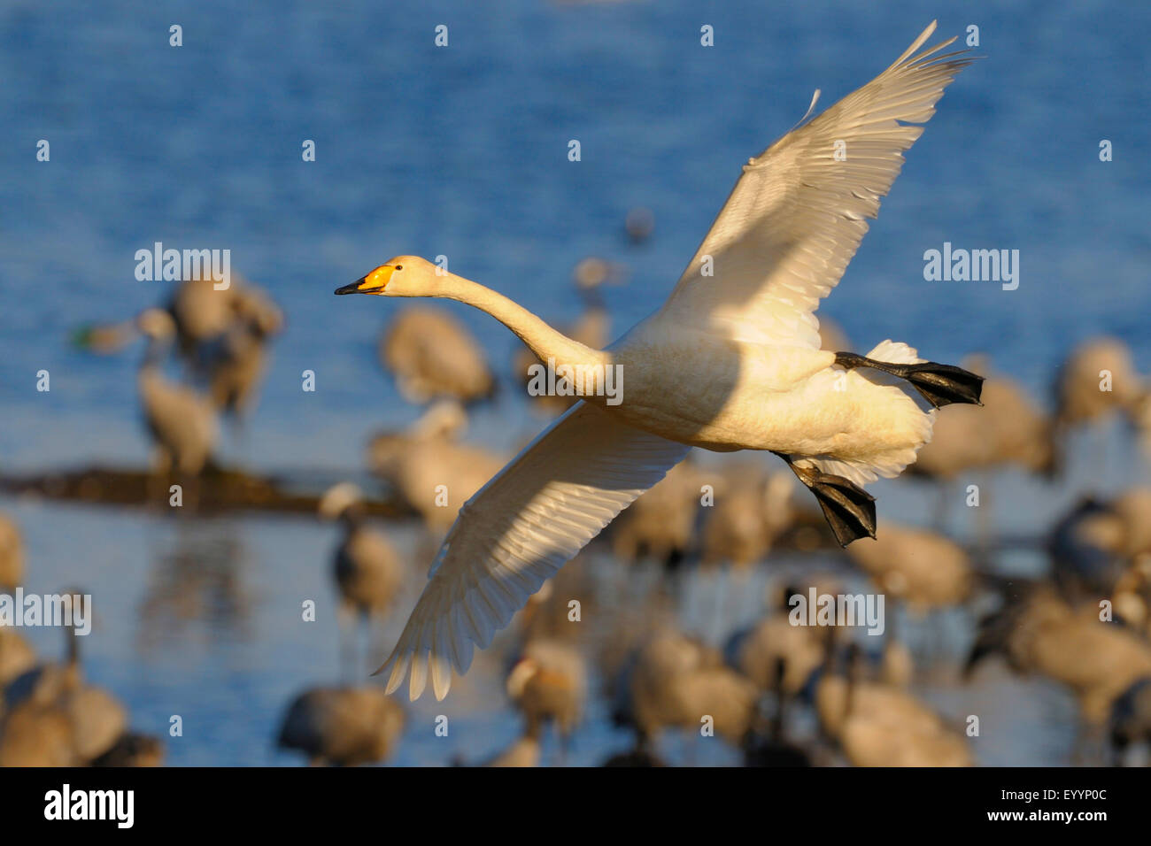 Cygne chanteur (Cygnus cygnus), en vol au-dessus d'un groupe de grues au repos, la Suède, le lac Hornborga Banque D'Images