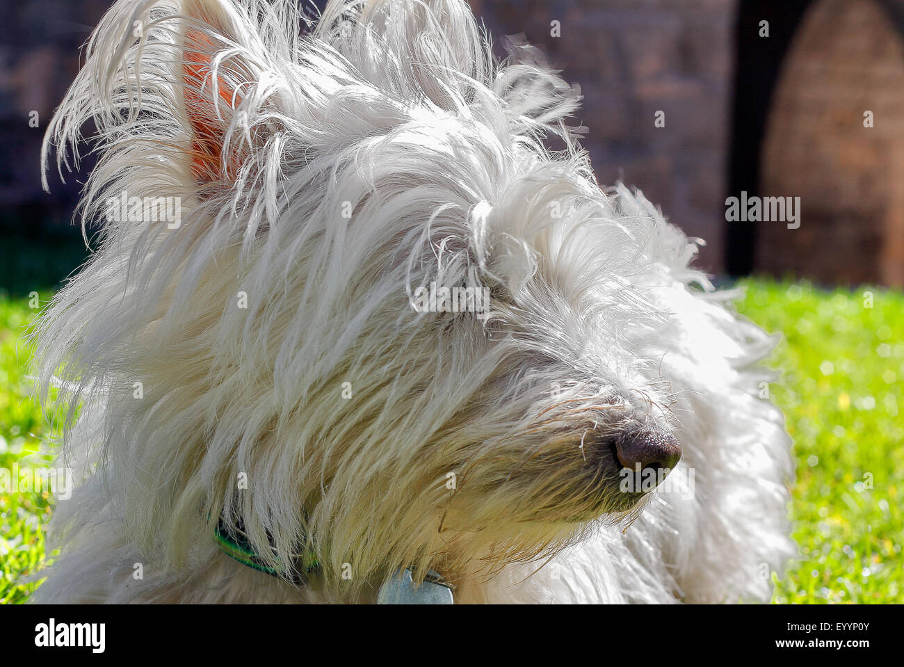 West Highland White Terrier Banque D'Images
