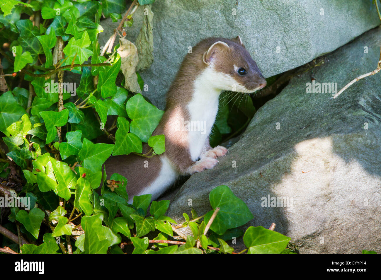 L'hermine, Hermine, belette à queue courte (Mustela erminea), à un vieux mur de grès, Suisse, Sankt Gallen Banque D'Images