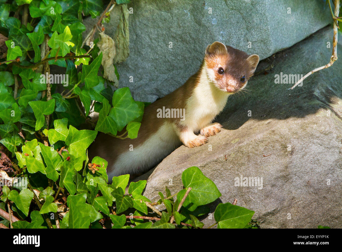 L'hermine, Hermine, belette à queue courte (Mustela erminea), à un vieux mur de grès, Suisse, Sankt Gallen Banque D'Images