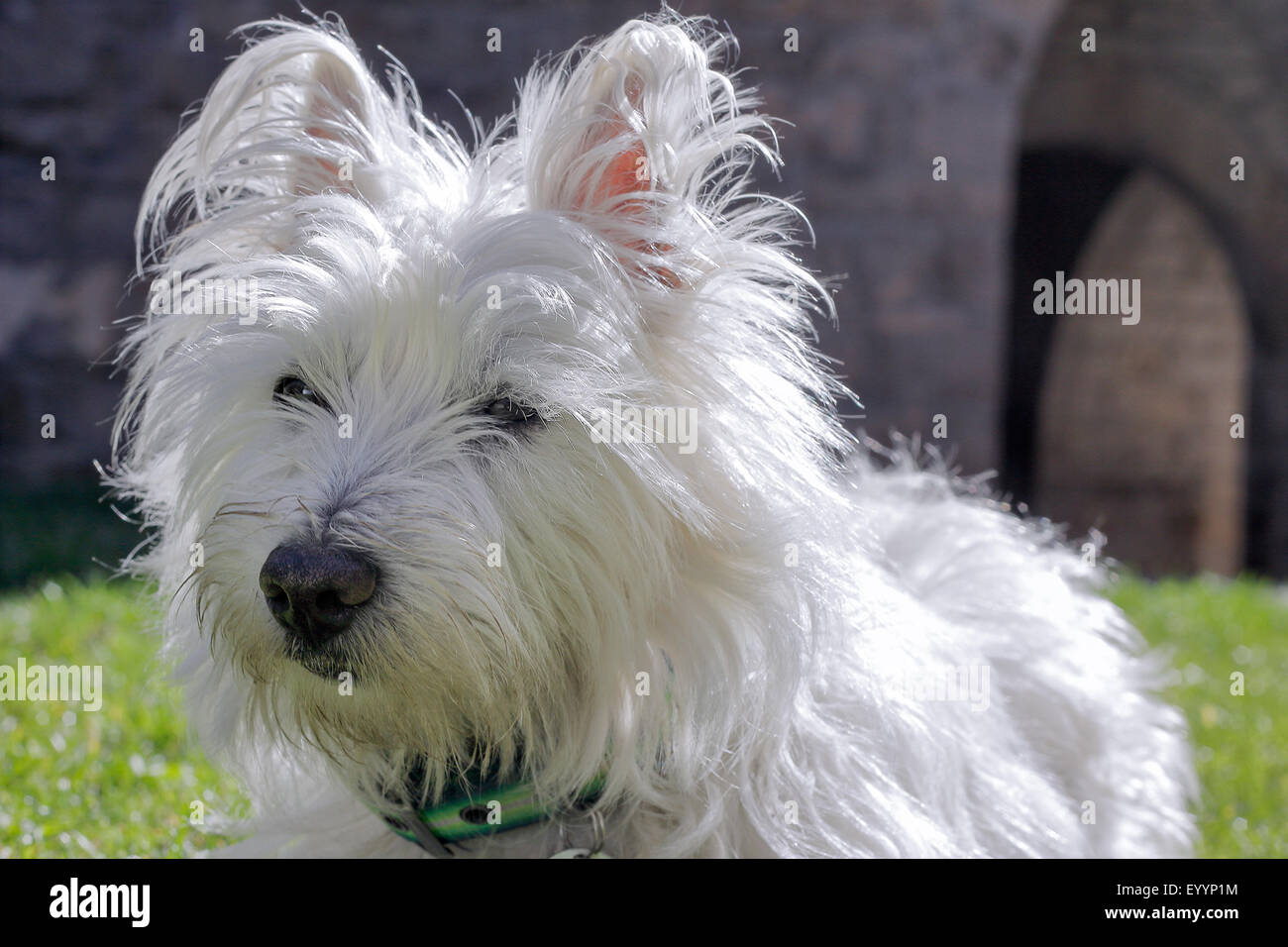West Highland White Terrier puppy, Banque D'Images