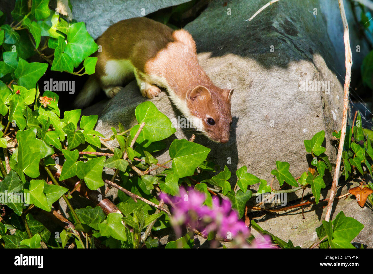 L'hermine, Hermine, belette à queue courte (Mustela erminea), à un vieux mur de grès, Suisse, Sankt Gallen Banque D'Images