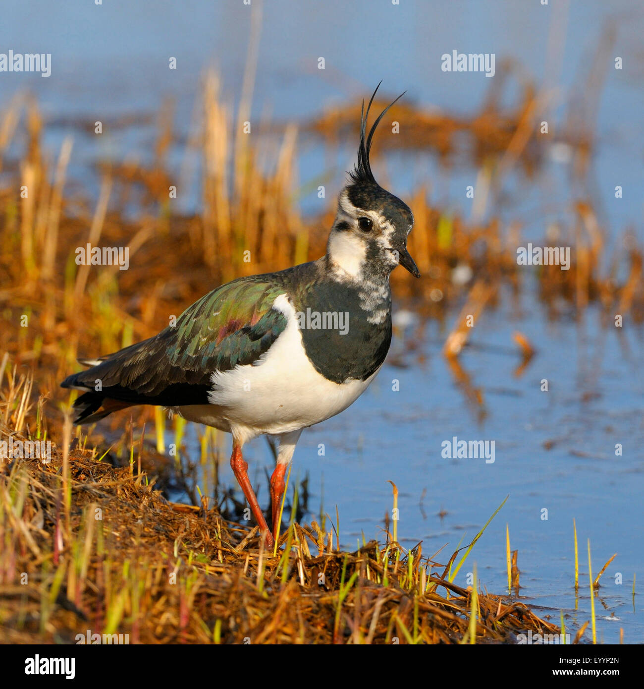 Le nord de sociable (Vanellus vanellus), homme sur l'alimentation en eau peu profonde, la Suède Banque D'Images