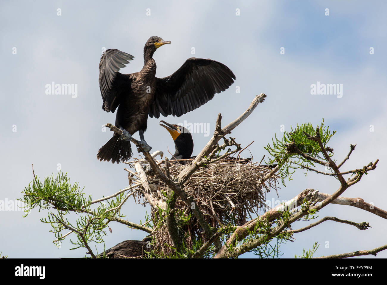 Cormoran à aigrettes (Phalacrocorax auritus), coupé d'élevage au nid, USA, Floride, Kissimmee Banque D'Images