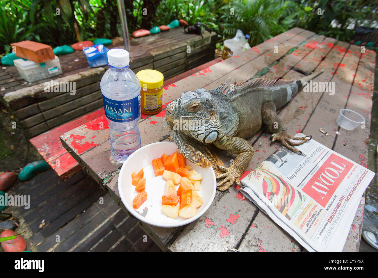 Iguane vert, Iguana iguana iguana (commune), iguane vert, allongé sur une table et de manger des morceaux de fruit, Singapour Banque D'Images