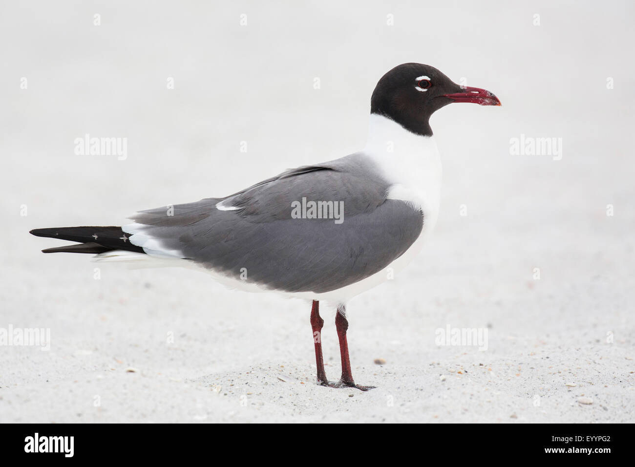 Laughing Gull (Larus atricilla), debout dans le sable, USA, Floride, Westkueste, Kissimmee Banque D'Images