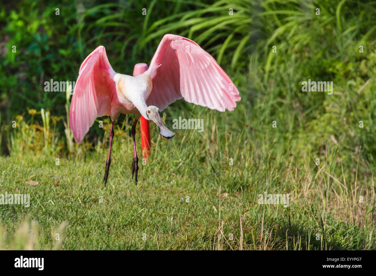 Roseate spoonbill (Ajaia ajaia), flying, USA, Florida, Tampa, Westkueste Banque D'Images