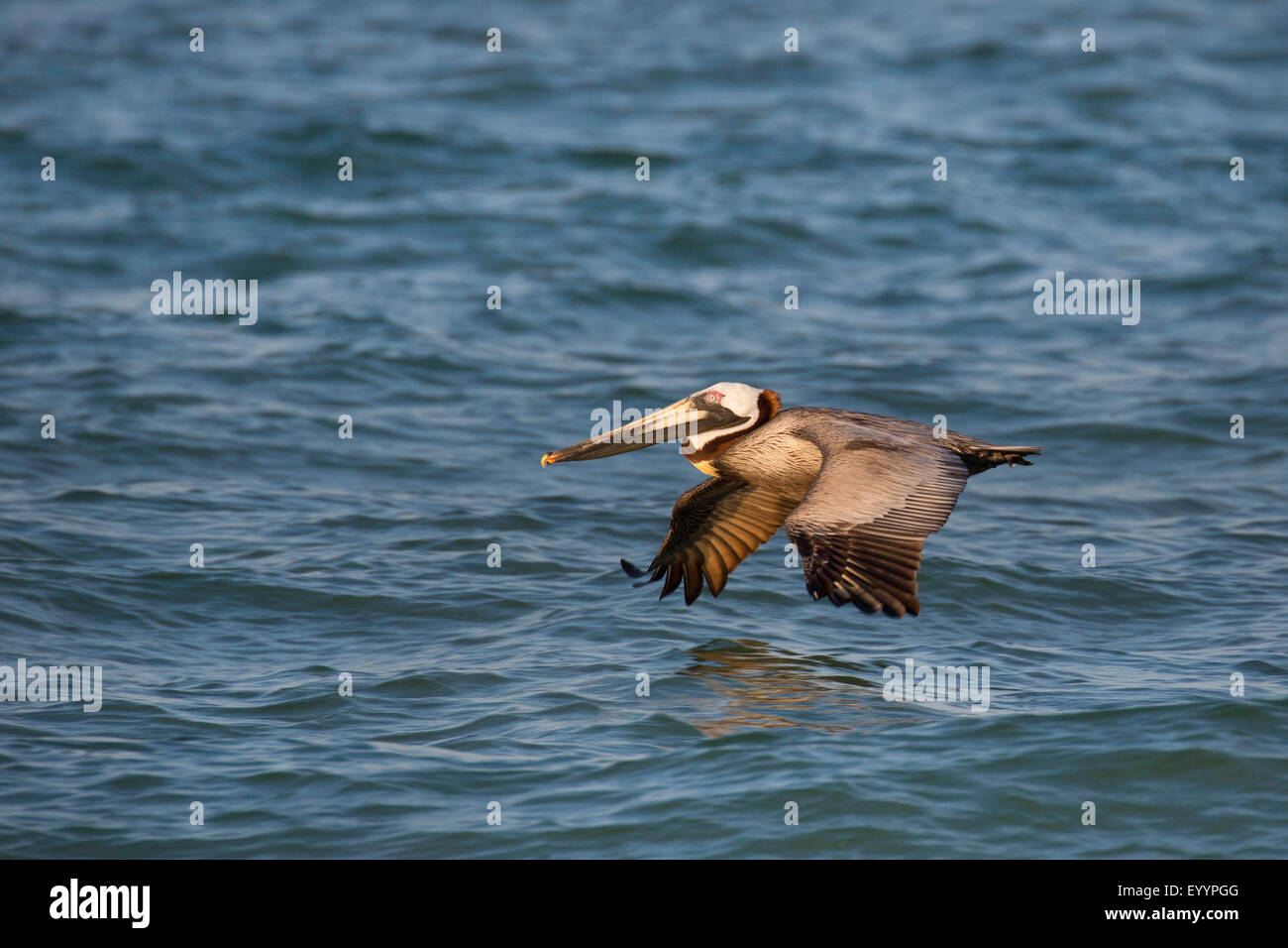 Pélican brun (Pelecanus occidentalis), adulte oiseau en vol au-dessus de l'eau, USA, Florida, Tampa, Westkueste Banque D'Images