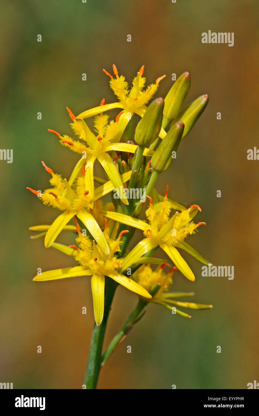 (Narthecium ossifragum Bog asphodel), inflorescence, Allemagne Banque D'Images