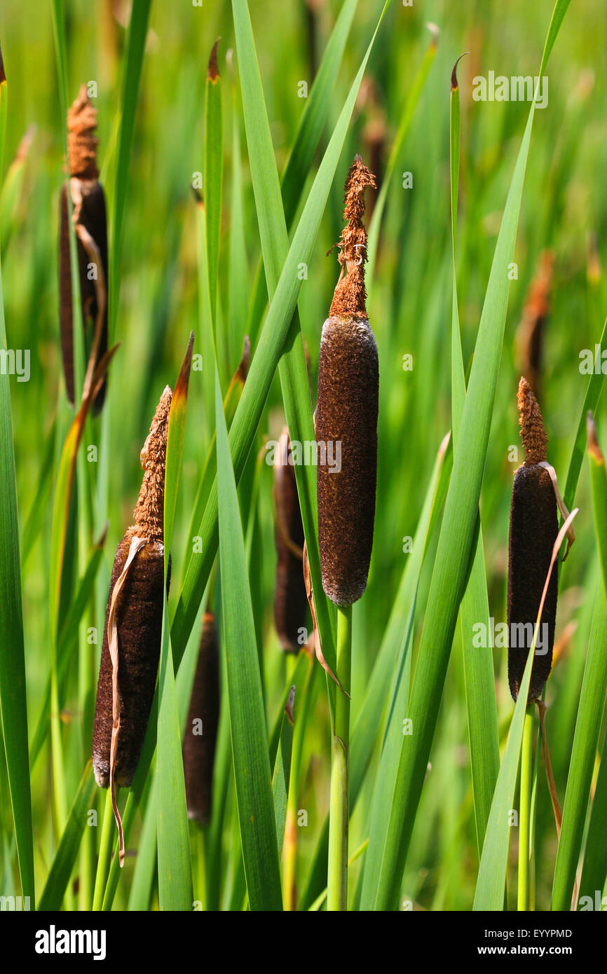 Le jonc, les quenouilles (Typha shuttleworthii transsilvanica, Typha Typha, persica), avec infructescens, Allemagne Banque D'Images