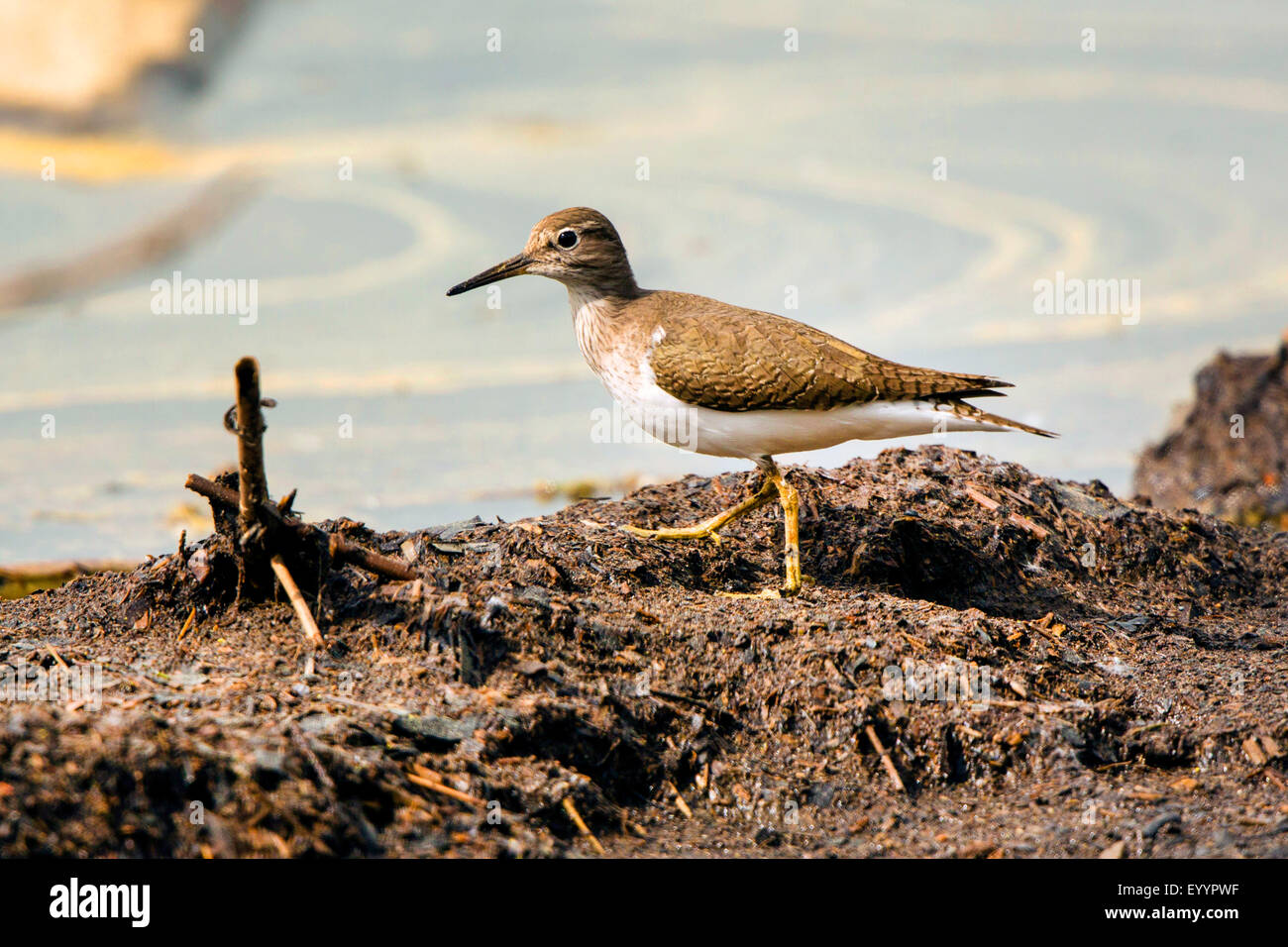 Chevalier grivelé commun (Tringa albifrons, Tringa solitaria), à la recherche de nourriture à bord du lac, l'Allemagne, la Bavière, le lac de Chiemsee Banque D'Images