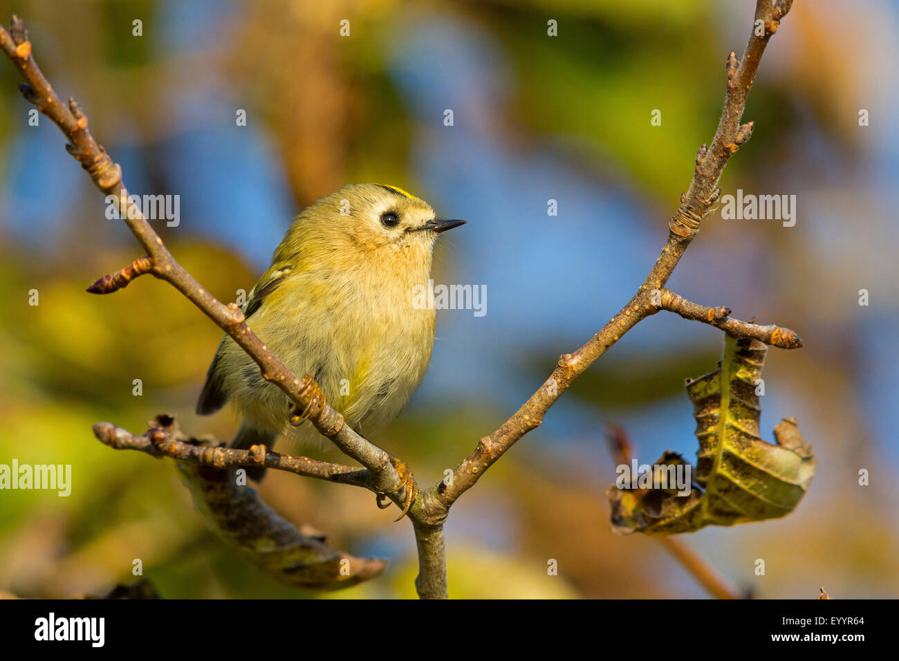 Goldcrest (Regulus regulus), est assis sur une branche, Suisse, Valais Banque D'Images