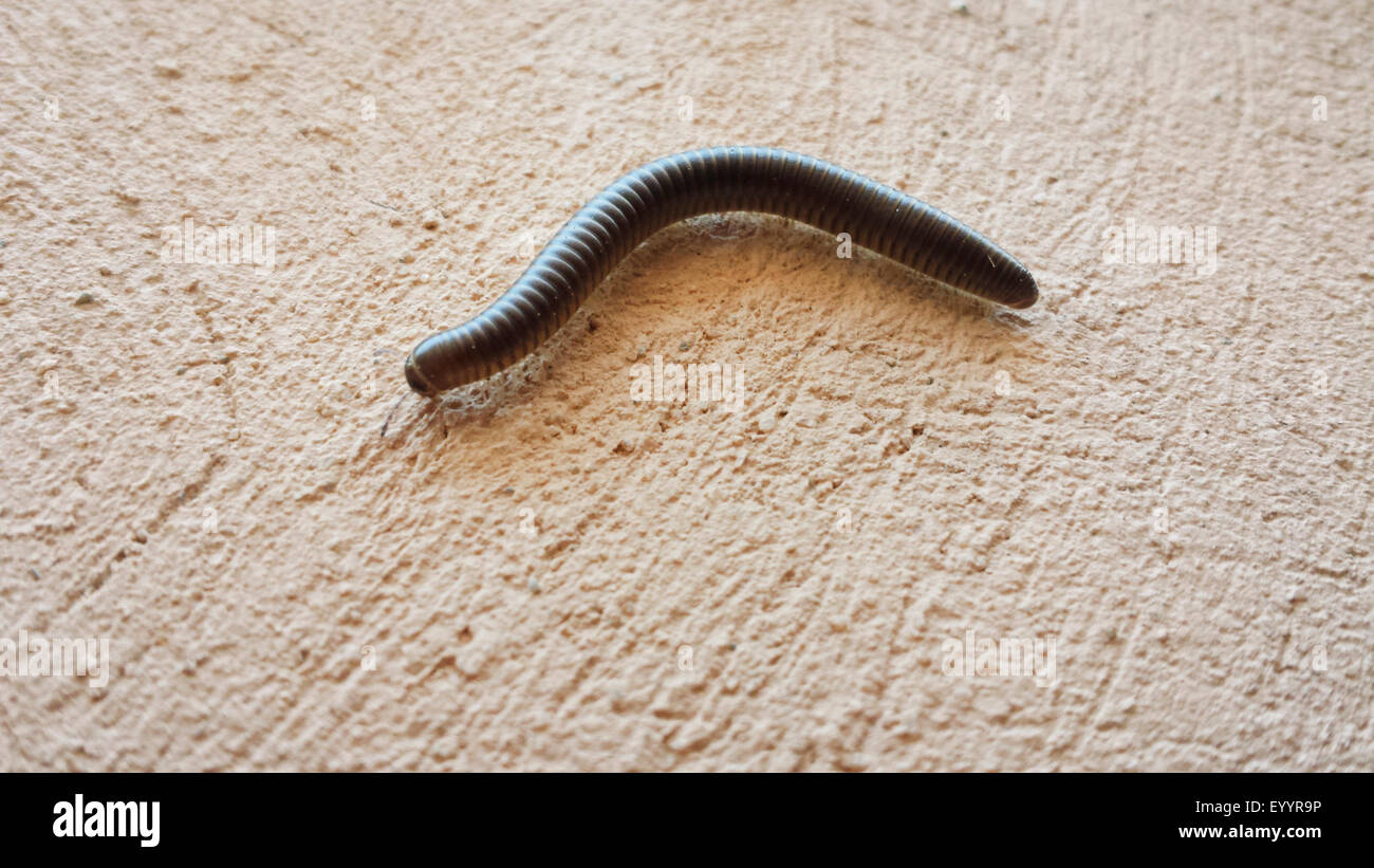 Millepede, mille-unijambiste, myriapodian (Myriopodes), à un mur de la maison, de l'Espagne, Baléares, Majorque Banque D'Images