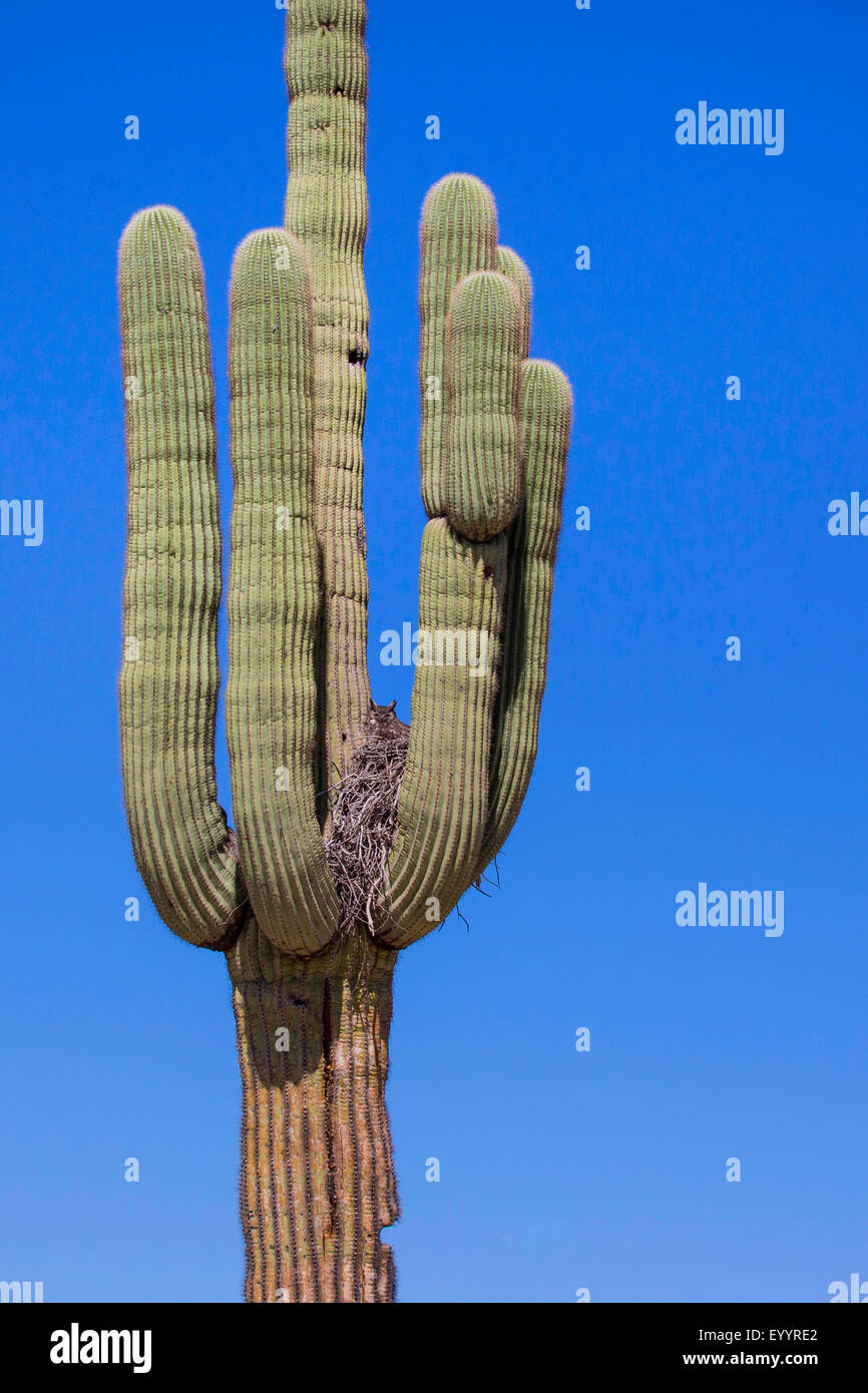 Grand-duc d'Amérique (Bubo virginianus), l'élevage de saguaro, USA, Arizona Sonora, Banque D'Images