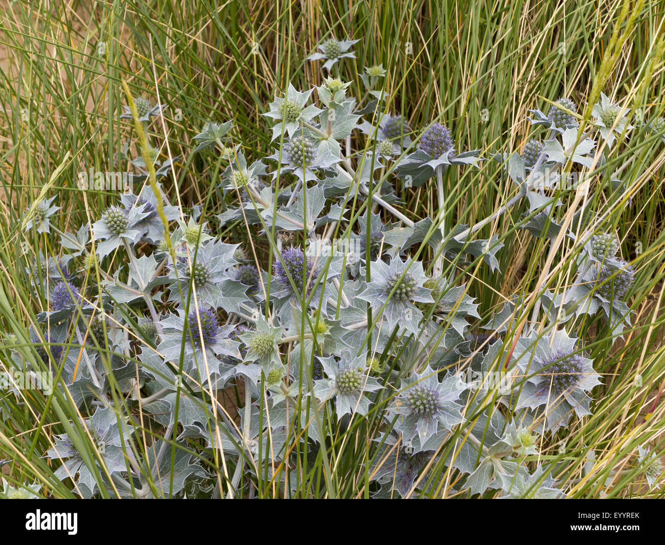 Un gros plan d'Eryngium sur une dune herbeuse sur une plage de Norfolk, Angleterre Banque D'Images