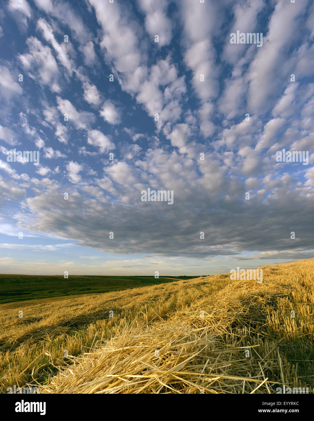 Fin de journée sur la paille avec terrain Banque D'Images