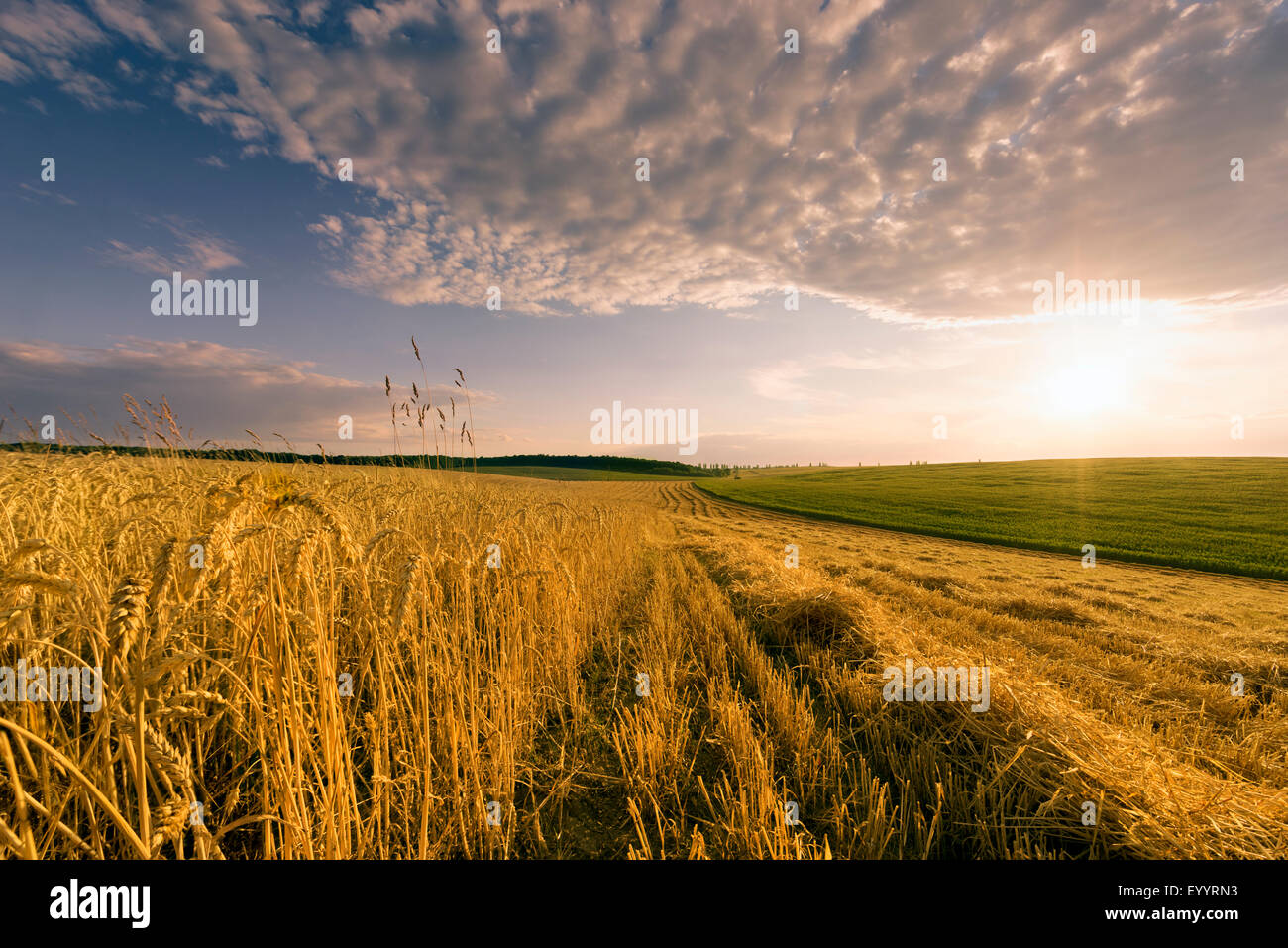 Fin de journée sur la paille avec terrain Banque D'Images