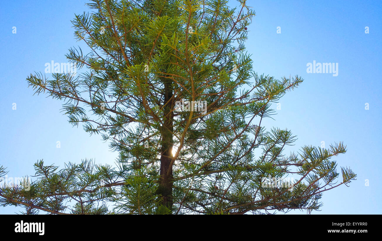 Île Norfolk Araucaria heterophylla (pin, Araucaria excelsa), Espagne, Baléares, Majorque Banque D'Images