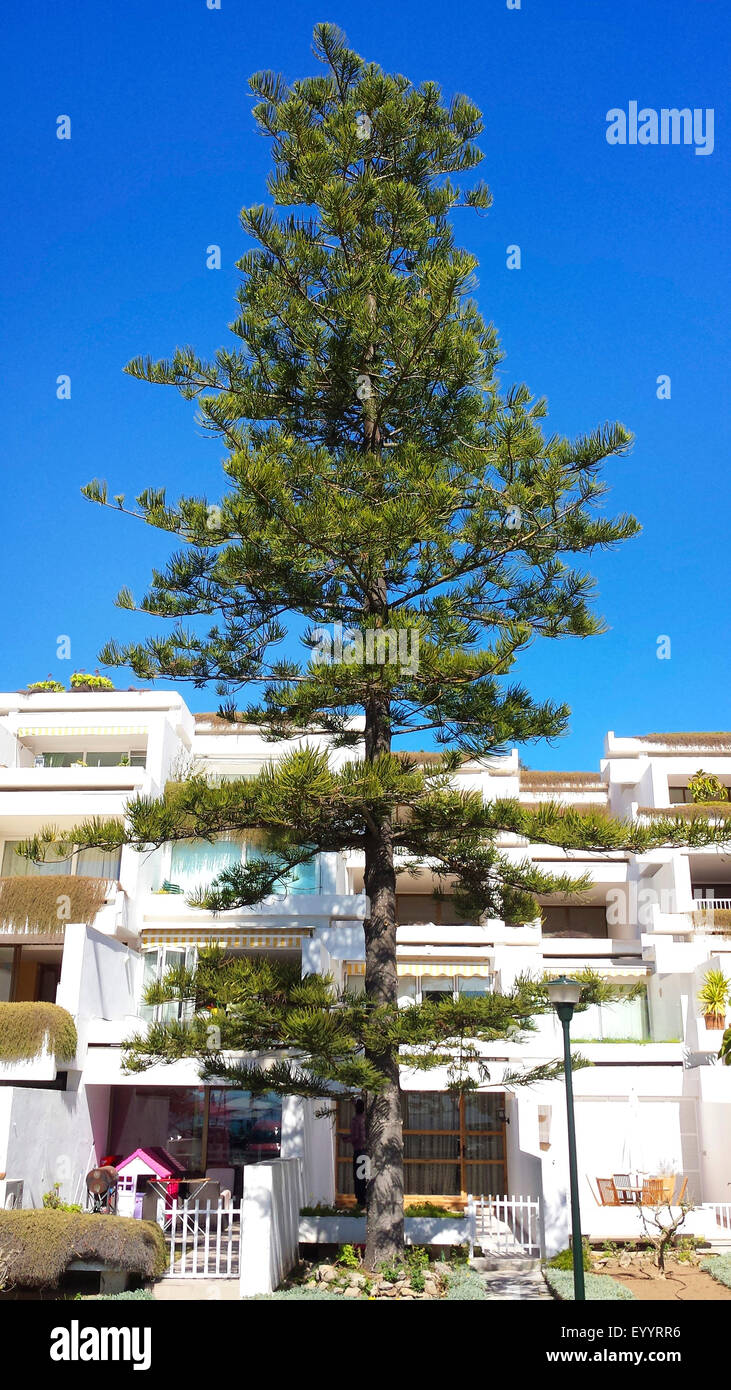 Île Norfolk Araucaria heterophylla (pin, Araucaria excelsa), dans une cour avant, Espagne, Baléares, Majorque Banque D'Images