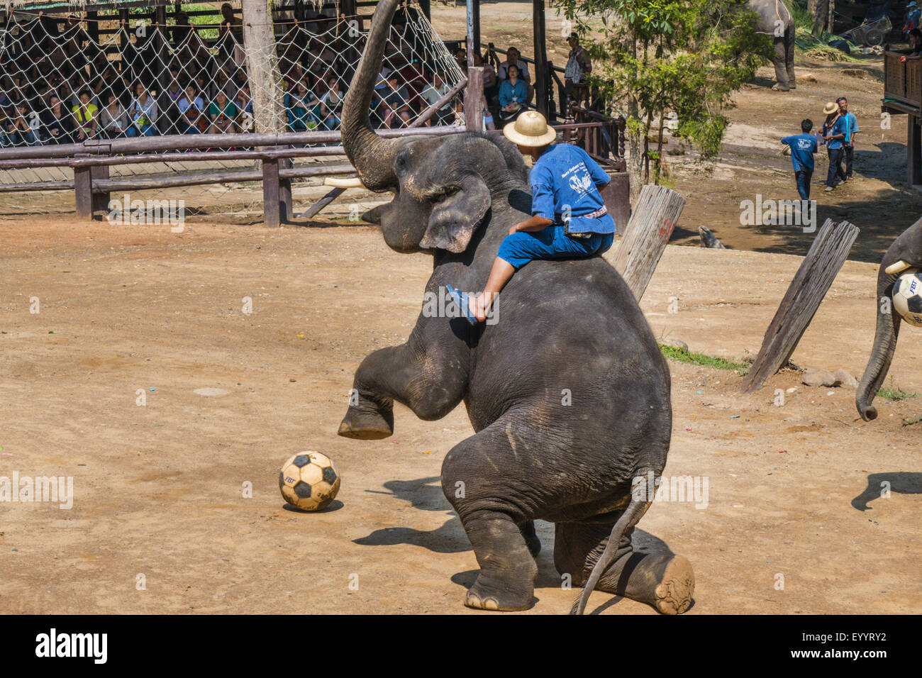 L'éléphant d'Asie, l'éléphant d'Asie (Elephas maximus), l'éléphant joue au soccer dans le Maesa Elephant Camp, Chiang Mai, Thaïlande, Maesa Elephant Camp Banque D'Images L'éléphant d'Asie, l'éléphant d'Asie (Elephas maximus), l'éléphant joue au soccer dans le Maesa Elephant Camp, Chiang Mai, Thaïlande, Maesa Elephant Camp Banque D'Images