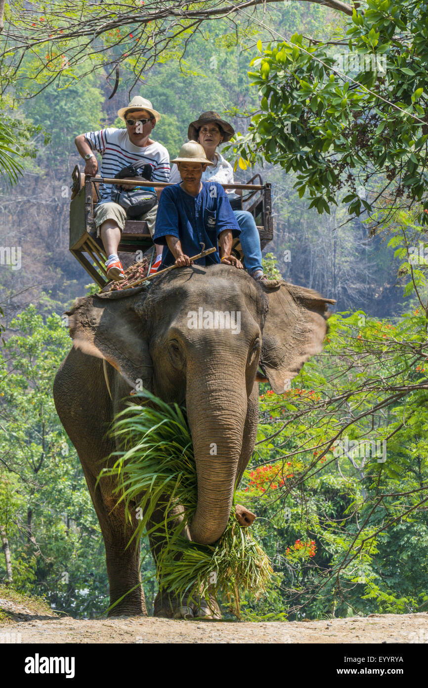L'éléphant d'Asie, l'éléphant d'Asie (Elephas maximus), les touristes à cheval sur un éléphant dans la Maesa Elephant Camp, Chiang Mai, Thaïlande Banque D'Images L'éléphant d'Asie, l'éléphant d'Asie (Elephas maximus), les touristes à cheval sur un éléphant dans la Maesa Elephant Camp, Chiang Mai, Thaïlande Banque D'Images