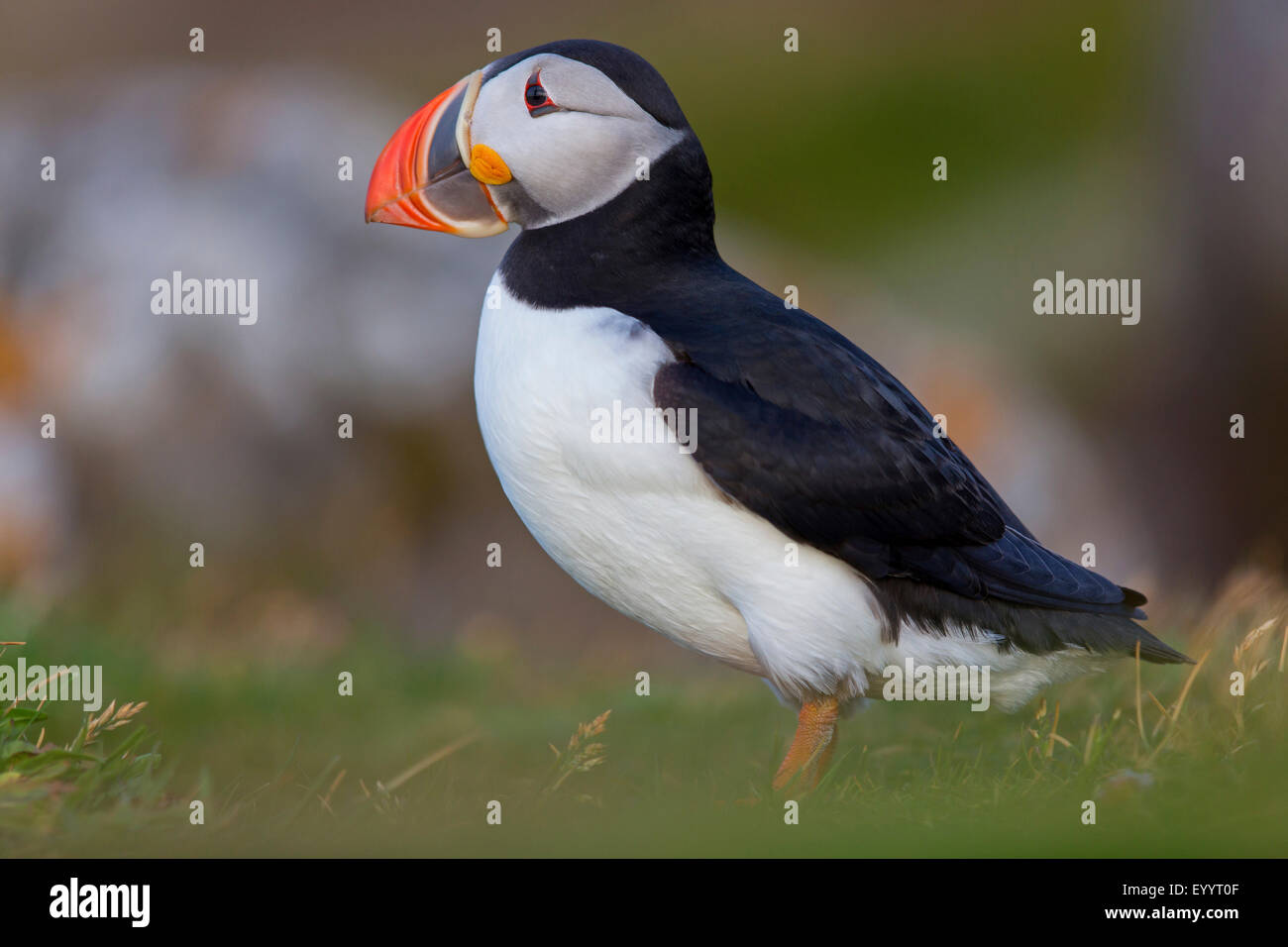 Macareux moine, Fratercula arctica Macareux moine (commune), Comité permanent sur l'herbe, macareux, Islande, Hvallaetur Vestfirdir Banque D'Images