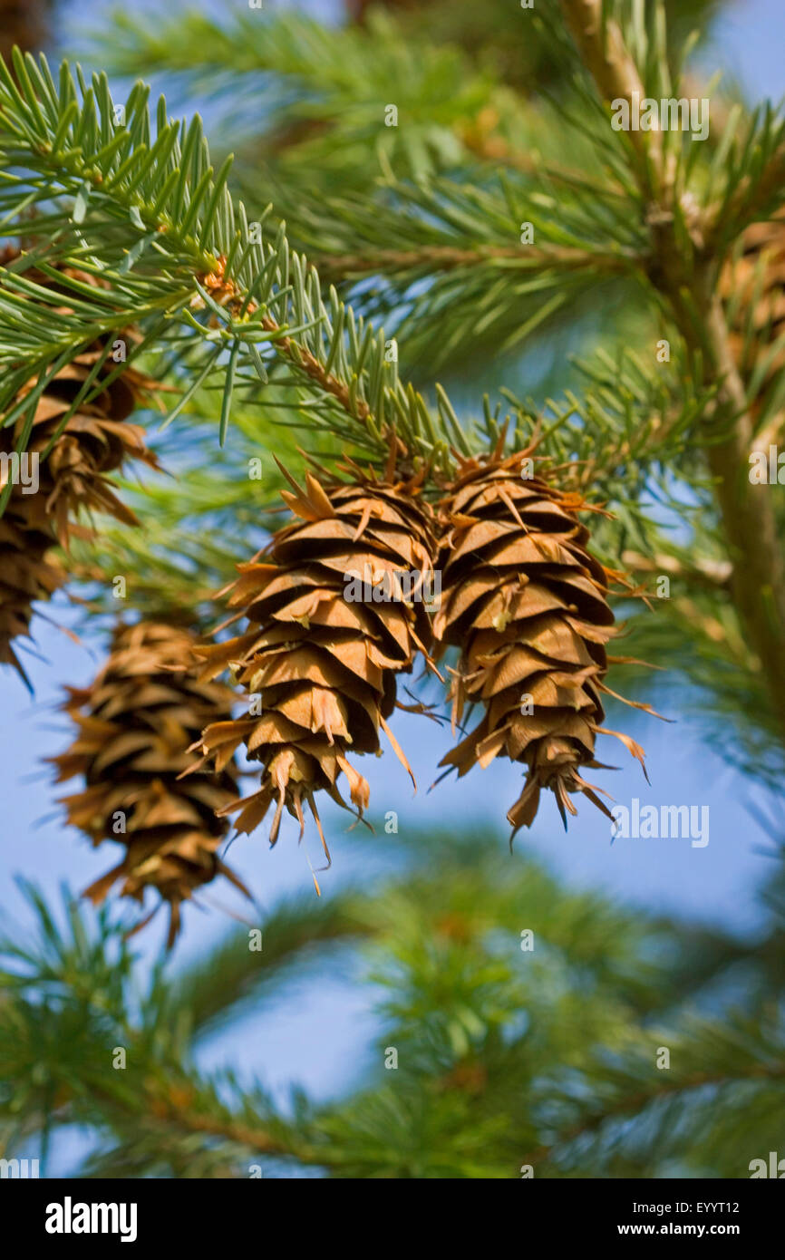 Sapin de Douglas (Pseudotsuga menziesii), de la direction générale avec les cônes, Allemagne Banque D'Images