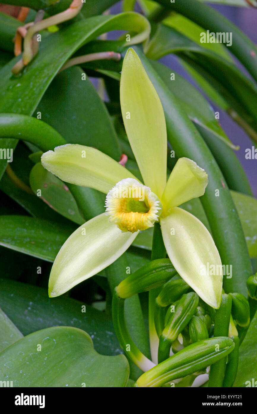 La vanille (Vanilla planifolia), fleur Banque D'Images