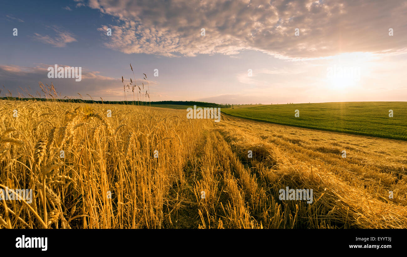 Fin de journée sur la paille avec terrain Banque D'Images