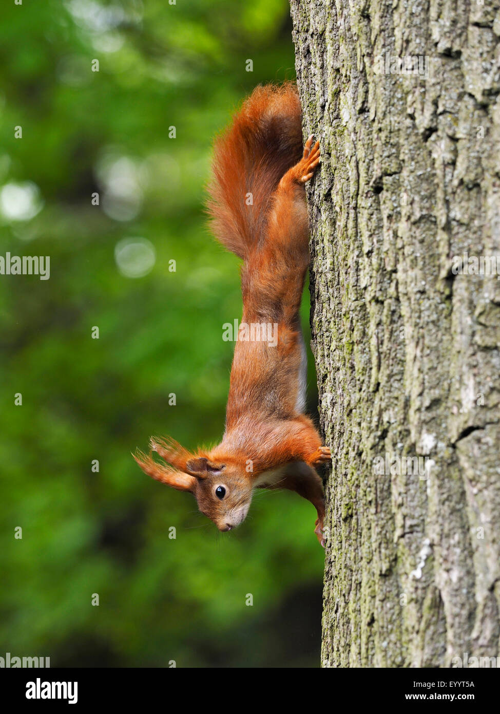 L'écureuil roux européen eurasien, l'écureuil roux (Sciurus vulgaris), rund dowm un tronc d'arbre, de l'Allemagne, la Saxe Banque D'Images