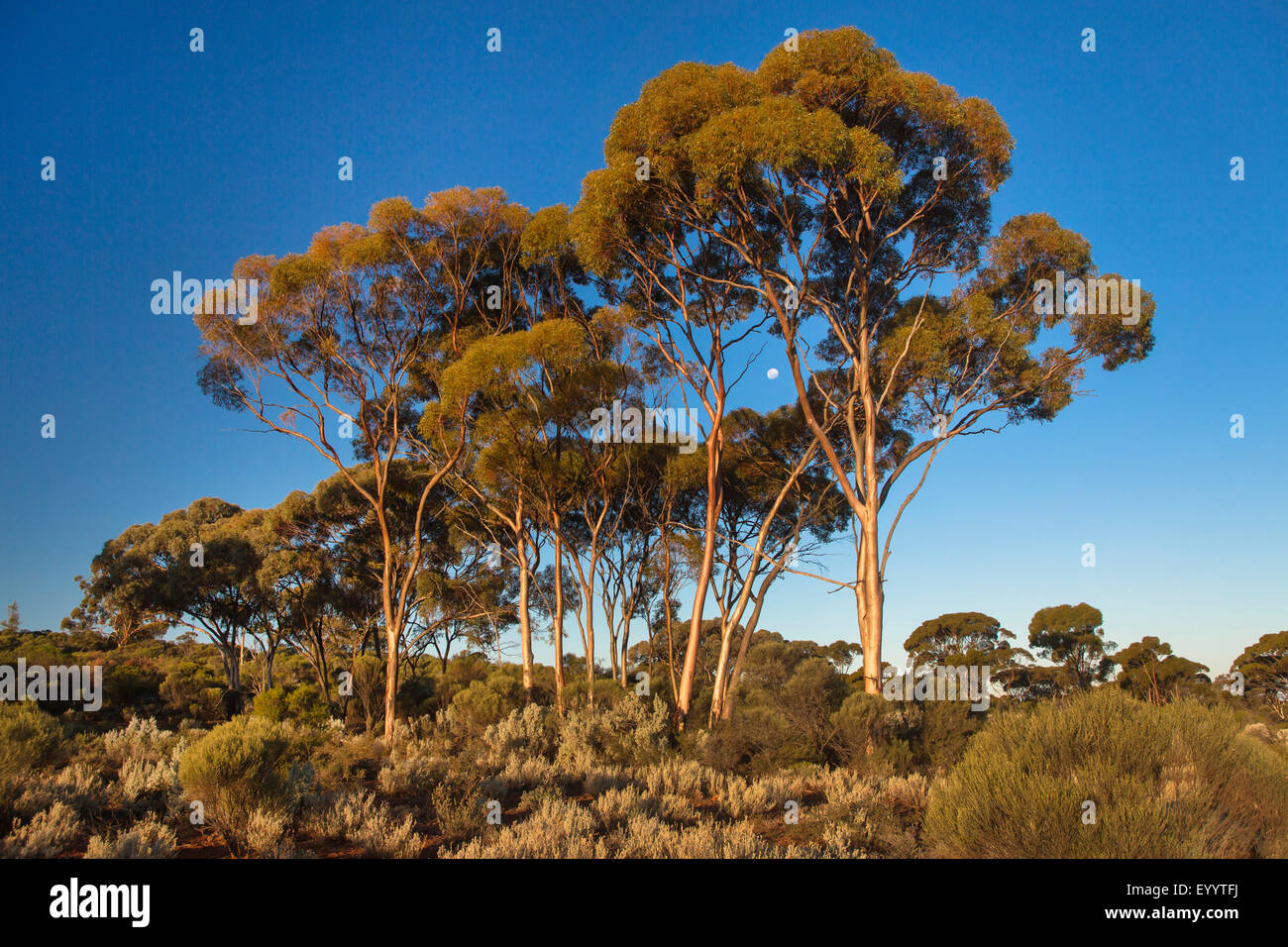 Lune entre eucalyptus, l'Australie, l'ouest de l'Australie, l'autoroute Goldfields Banque D'Images