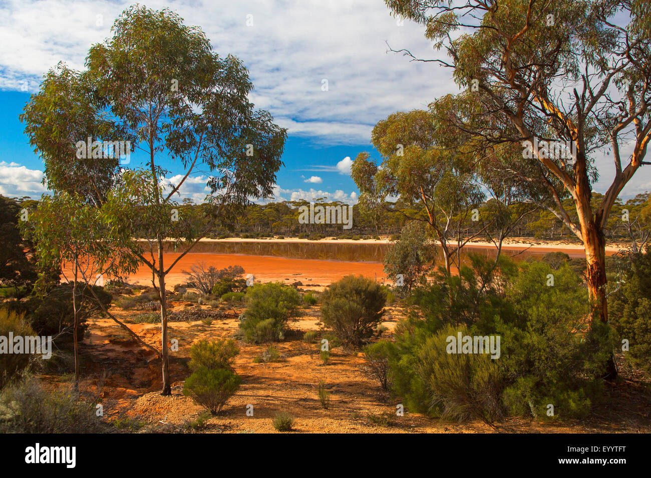 Eucalyptus à la rive du lac, l'Australie, l'ouest de l'Australie, le lac Dundas Banque D'Images