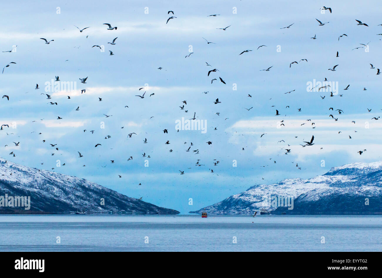 Les goélands (Larinae), les mouettes au-dessus de l'essaim, Kaldfjorden la Norvège, Troms, Henrikvik Banque D'Images