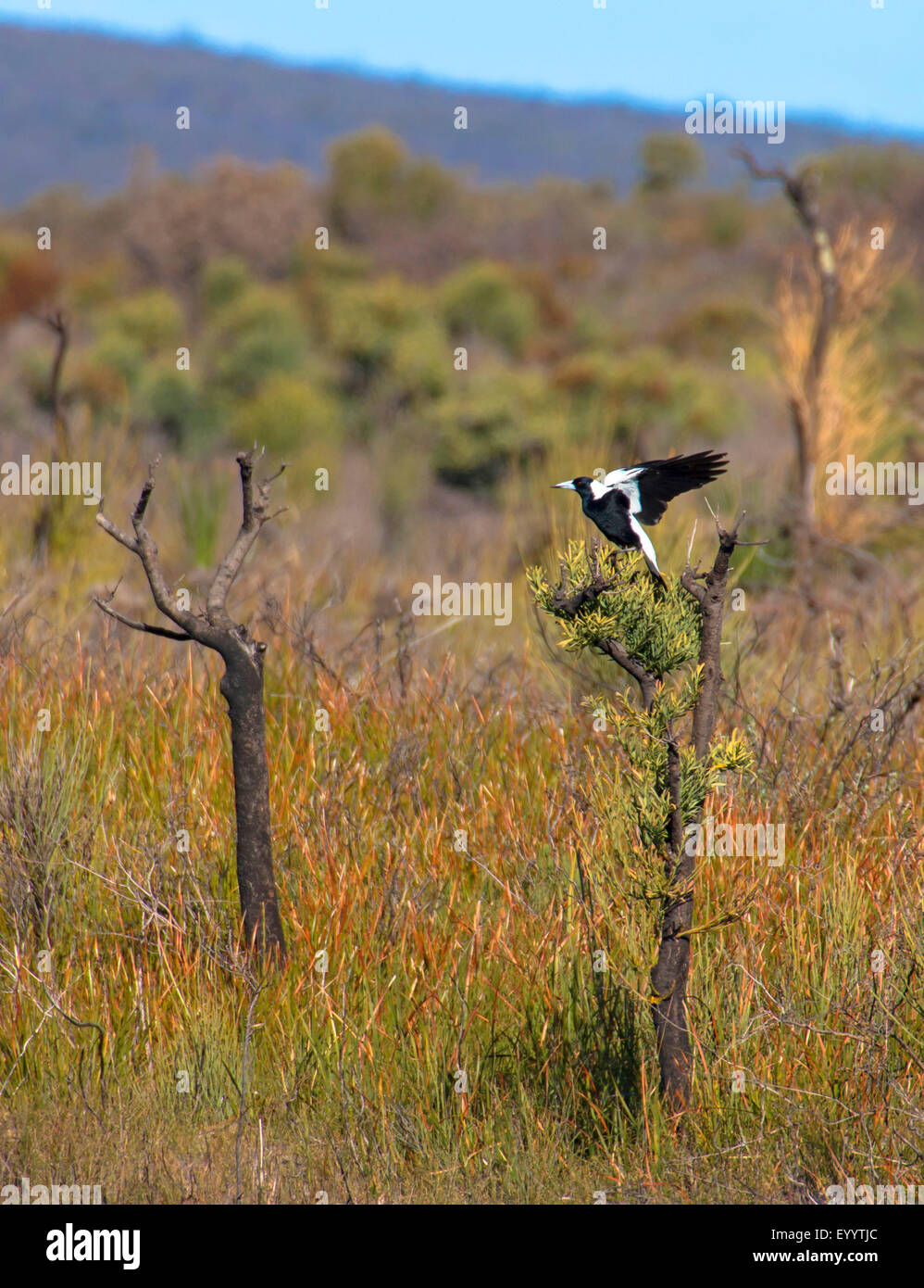 Pie noir, Cassican Flûteur (Gymnorhina tibicen, Cracticus tibicen), atterrit sur un petit arbre, de l'Australie, de l'ouest de l'Australie, Cape Le Grand National Park Banque D'Images