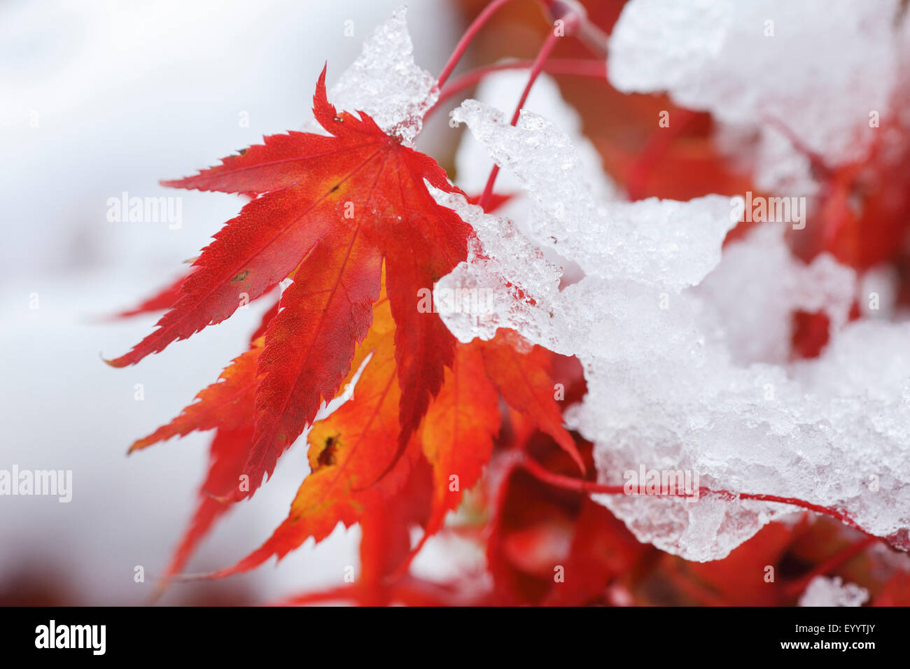L'érable japonais (Acer palmatum), les feuilles d'automne avec de la neige Banque D'Images
