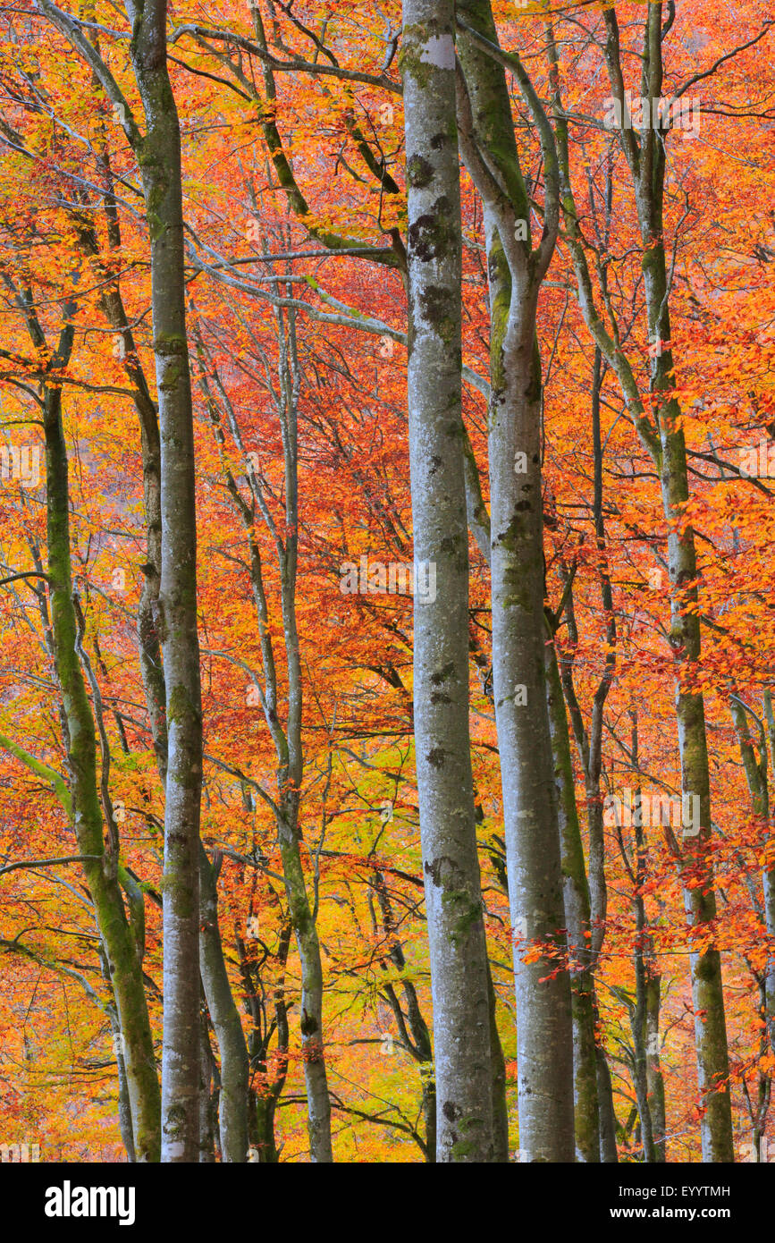 Le hêtre commun (Fagus sylvatica), forêt de hêtres en automne, Suisse Banque D'Images