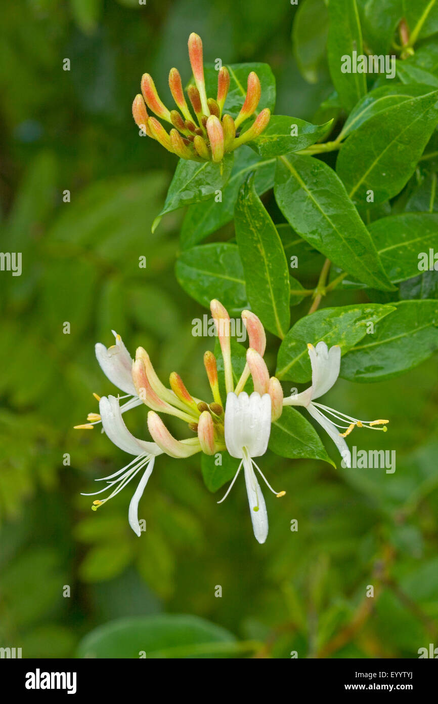 Le chèvrefeuille de Woodbine, anglais wild honeysuckle Lonicera periclymenum), (floraison, Allemagne Banque D'Images