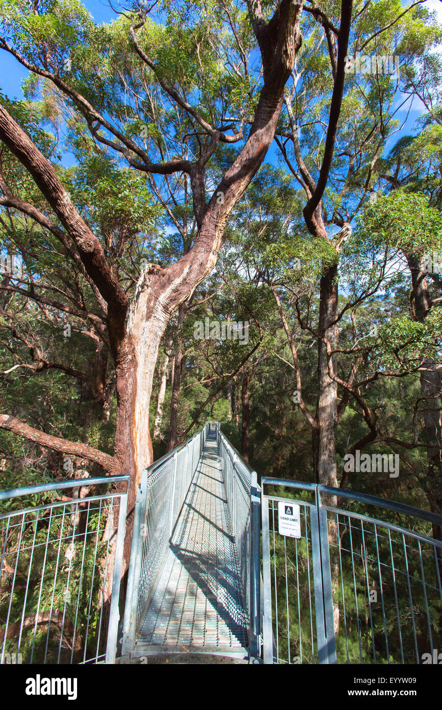 Tree Top walk dans la Vallée des Géants, de l'Australie, Australie occidentale, le Parc National de Nornalup Walpole Banque D'Images