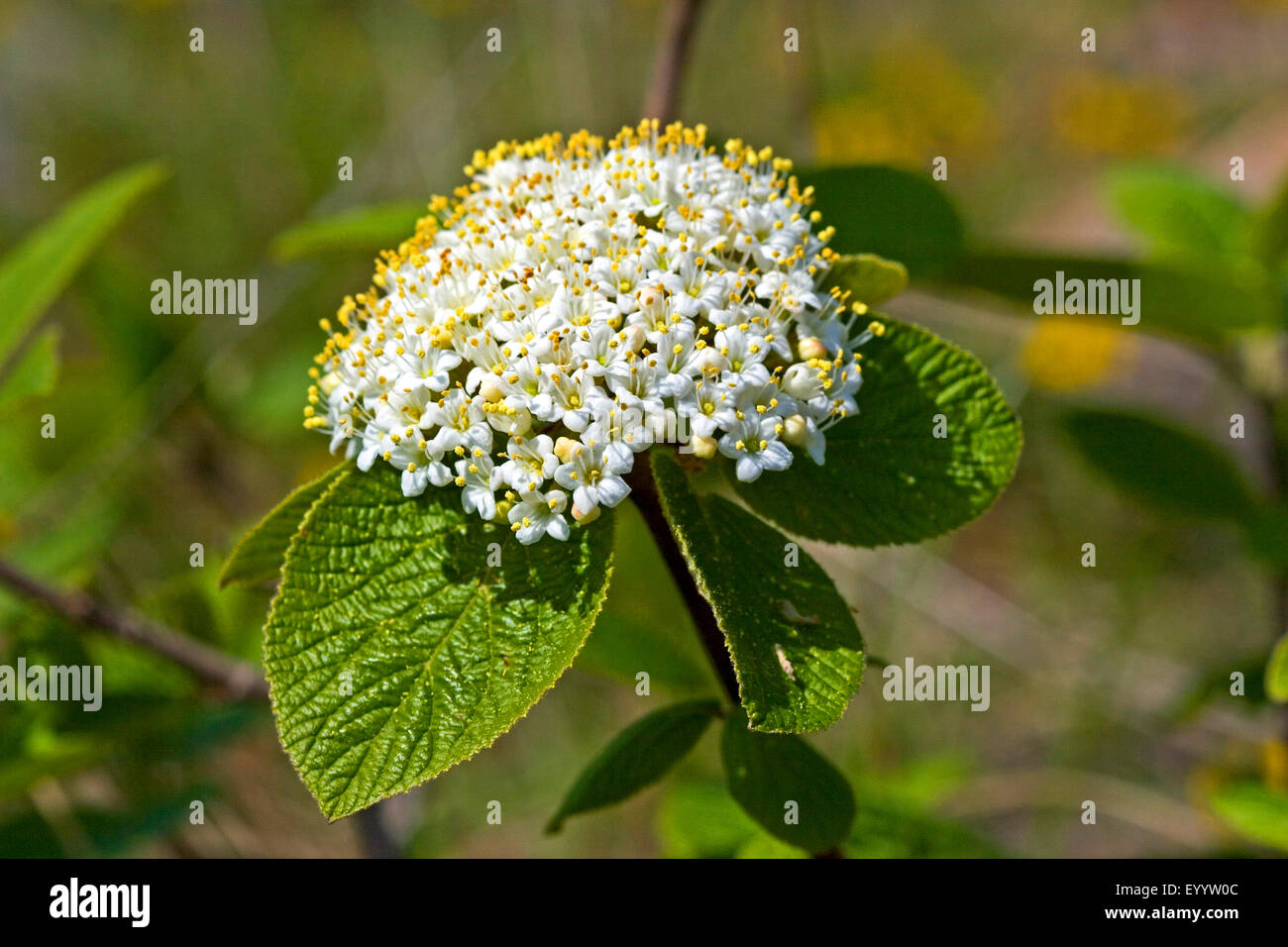 Wayfaring Tree (Viburnum lantana), la floraison, Allemagne Banque D'Images