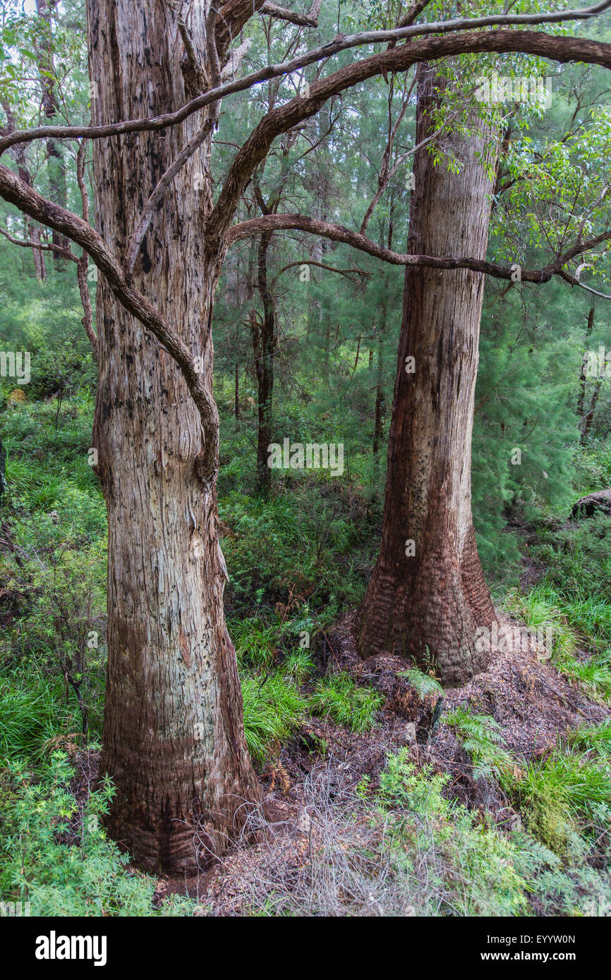 Eucalyptus dans la Vallée des Géants, de l'Australie, Australie occidentale, le Parc National de Nornalup Walpole Banque D'Images