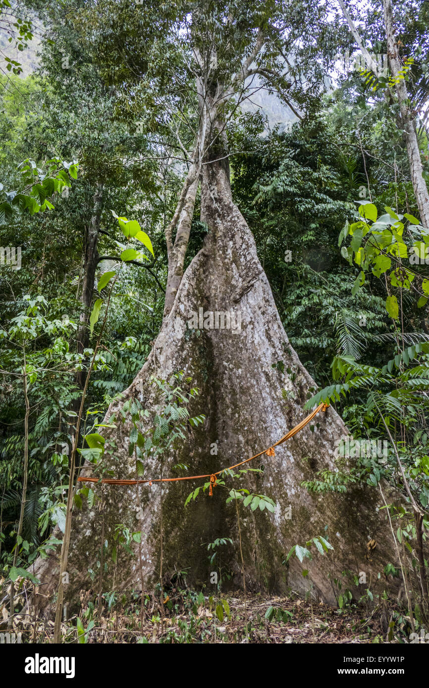 Arbre aux racines contrefort en forêt tropicale, Thaïlande, Krabi, Wat Tham Sua Banque D'Images