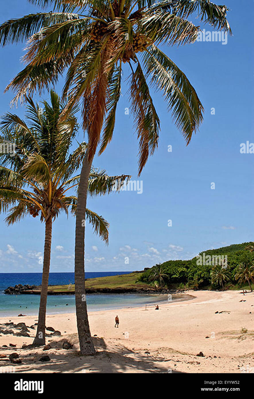 Cocotier (Cocos nucifera), de palmiers sur une plage de sable, le Chili, l'Osterinseln Banque D'Images