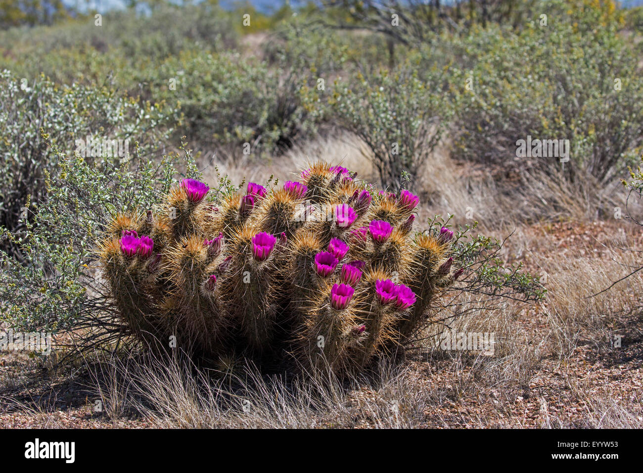 Le cactus hérisson Engelmann, fraise Hérisson (Echinocereus engelmannii), la floraison, USA, Arizona Sonora, Banque D'Images